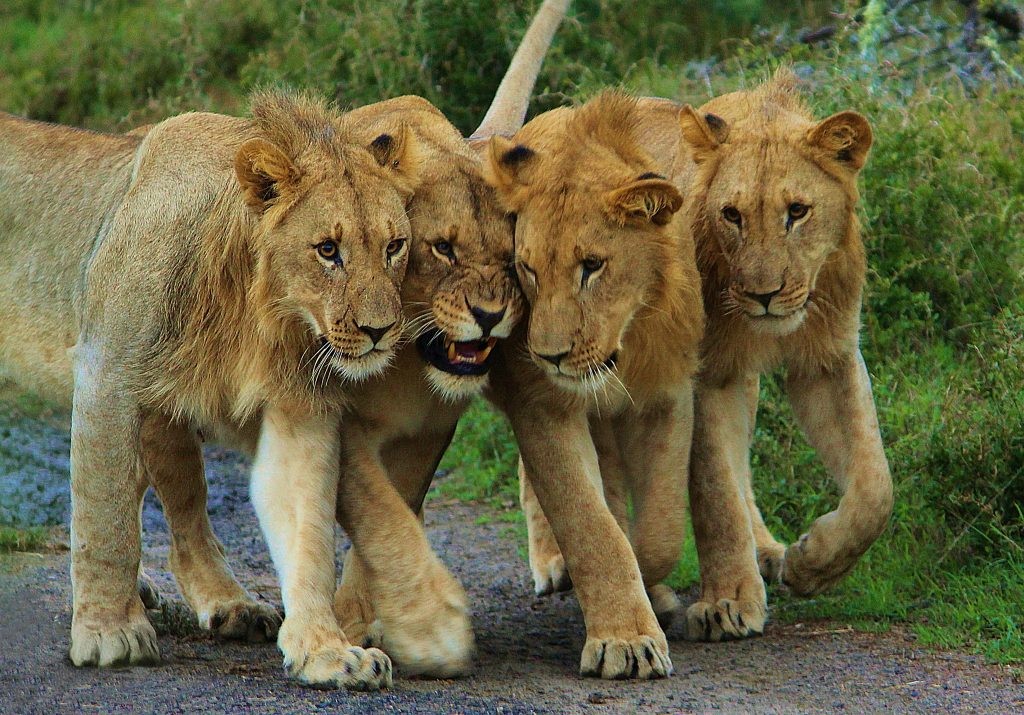 14 Days Best of Rwanda Tour