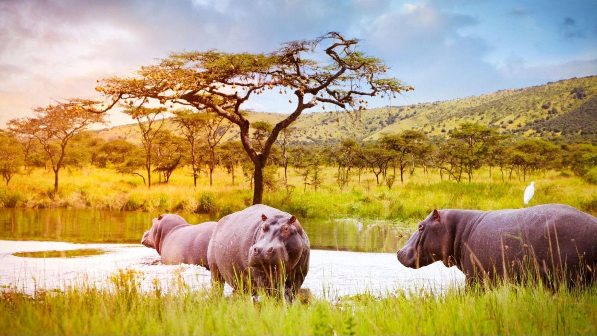 1-Day Akagera National Park Wildlife Safari