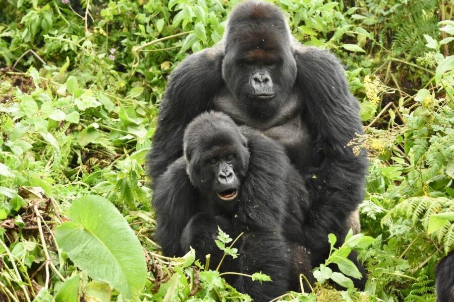 2 Days Rwanda Gorilla & Golden Monkey Trekking Experience