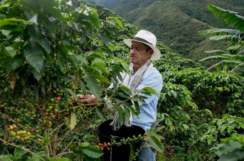 Coffee Tour Experience